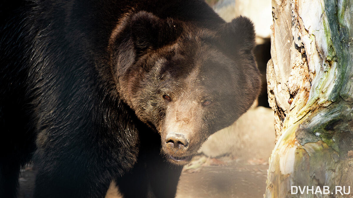 Застреленного медведя обнаружили на трассе Хабаровск - Владивосток (ВИДЕО)