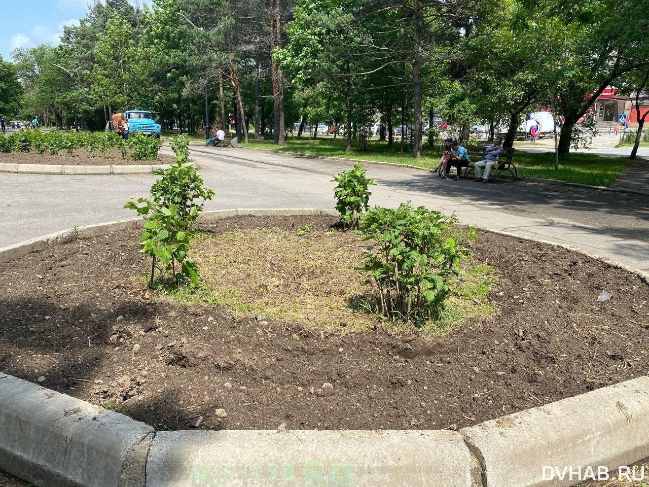 Дождались: посадки цветов начались на Амурском бульваре (ФОТО) — Новости  Хабаровска