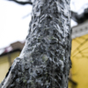 После дождя кажется, что стволы деревьев словно покрыты полиэтиленовой плёнкой — newsvl.ru