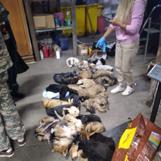Прокуратуру заинтересовало видео с десятками мёртвых собак в мешках для утилизации в Уссурийске 