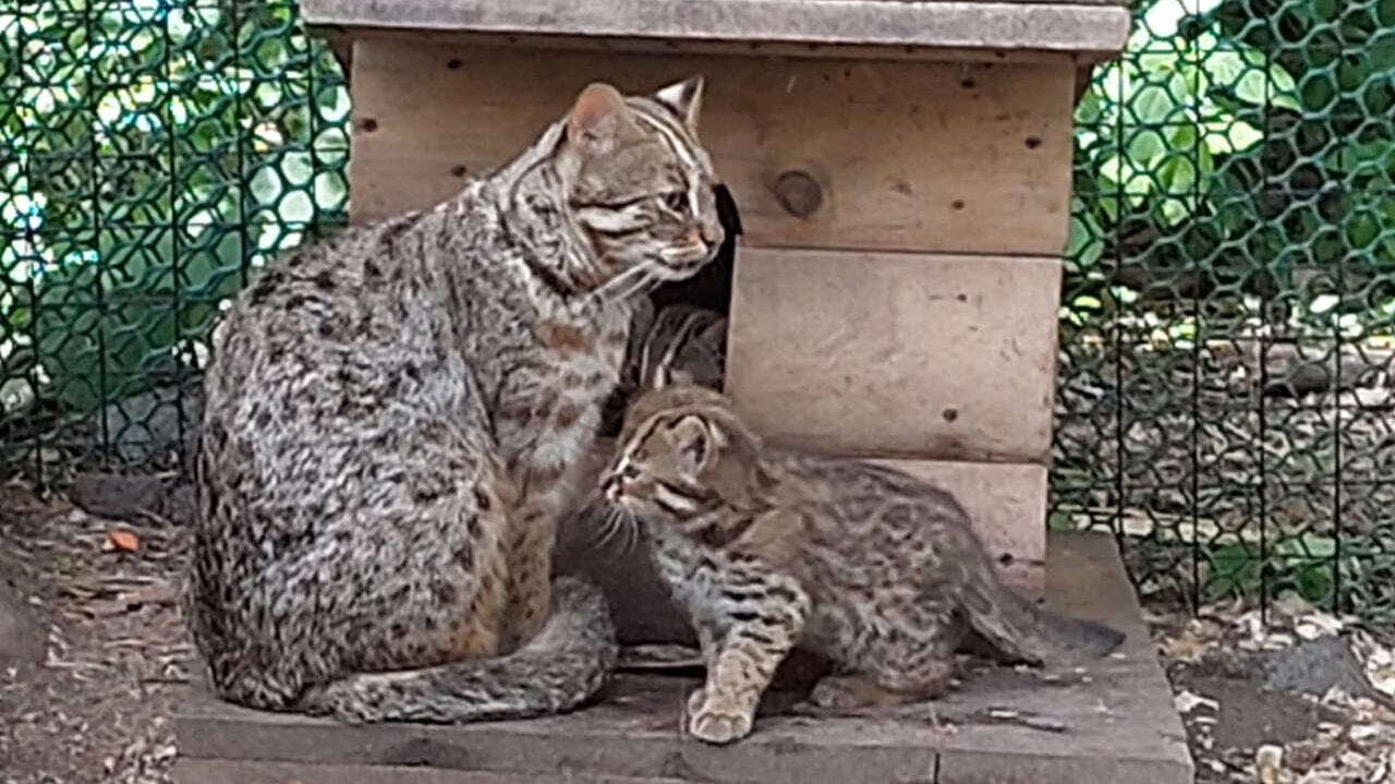 Краснокнижные животные родились в зоосаде под Хабаровском (ФОТО; ВИДЕО)