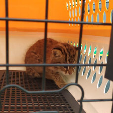 Ещё двух лесных котят-сирот доставили в центр реабилитации под Алексеевкой (ФОТО)