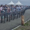 Приготовление шашлыка на Ахлёстышева — newsvl.ru