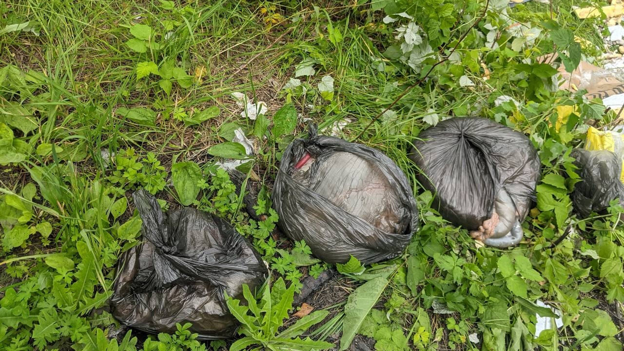 Лишний ингредиент: свалку из бараньих желудков устроили в питомнике  Лукашова (ФОТО; ВИДЕО) — Новости Хабаровска