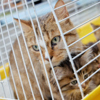 Благотворительная выставка-раздача кошек и собак - традиционная во Владивостоке — newsvl.ru