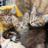 Полосатые котята ждут хозяина — newsvl.ru