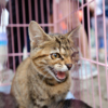 У каждого кота свои повадки и характер — newsvl.ru