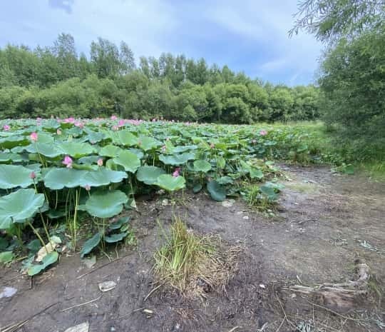Озеро лотосов в Хабаровске