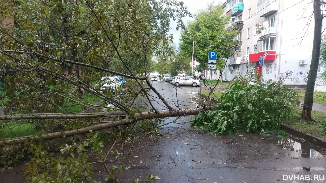 Сильный ветер повалил деревья и поломал знаки (ФОТО; ВИДЕО) — Новости  Хабаровска