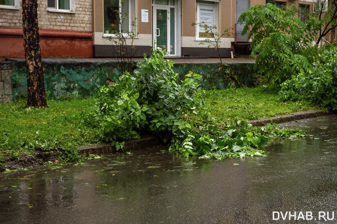 Деревья и самокаты повалил пришедший в Хабаровск циклон (ФОТО) — Новости  Хабаровска