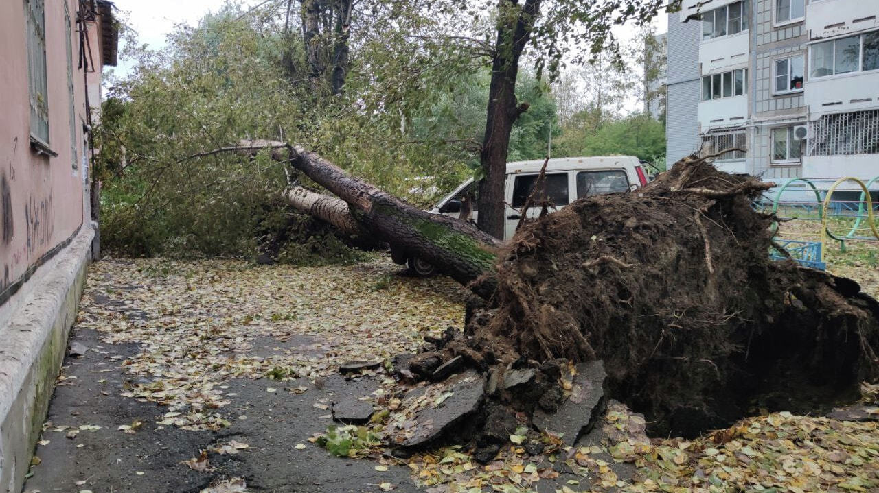 Ураган валит деревья и столбы в Комсомольске-на-Амуре (ФОТО) — Новости  Хабаровска