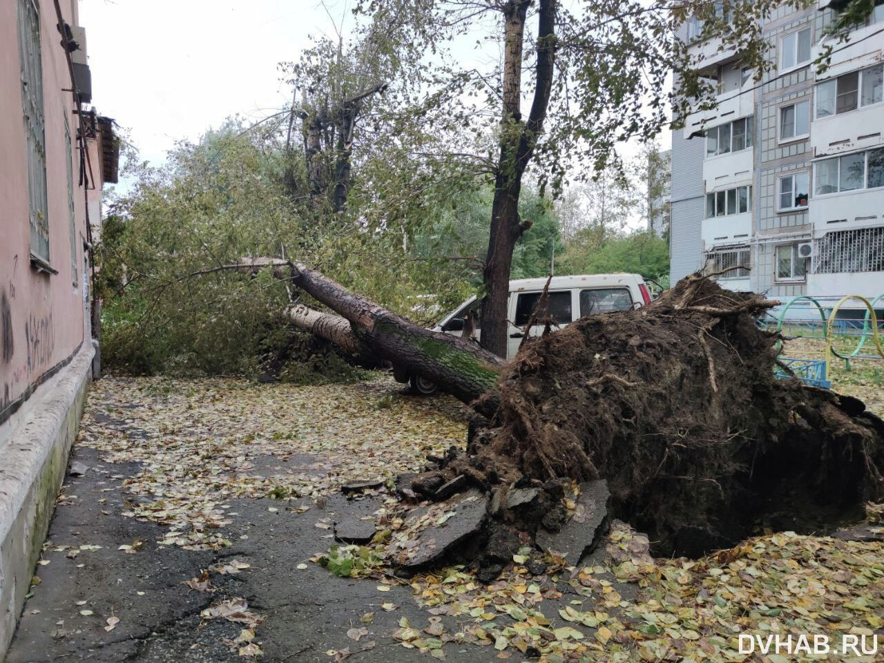 Новости ураган. Ураган в Хабаровске. Тайфун Хабаровск 2022 сентябрь. Поваленное дерево. Упавшее дерево.