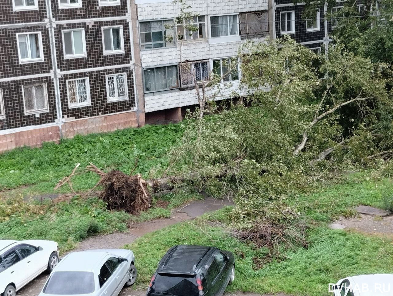 Ураган валит деревья и столбы в Комсомольске-на-Амуре (ФОТО) — Новости  Хабаровска