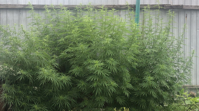 Новости о растения конопли каких штатах разрешена марихуана