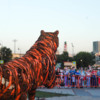 Подойти к тигру в день открытия скульптуры было нельзя – территорию огородили — newsvl.ru