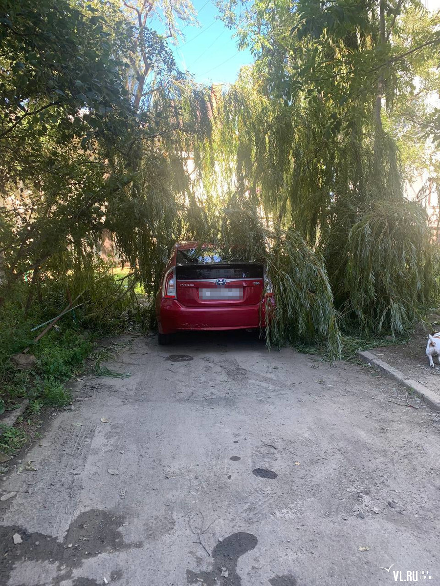 Во дворе «сталинки» на Иртышской дерево придавило «Приус» и старую  «Короллу» – Новости Владивостока на VL.ru