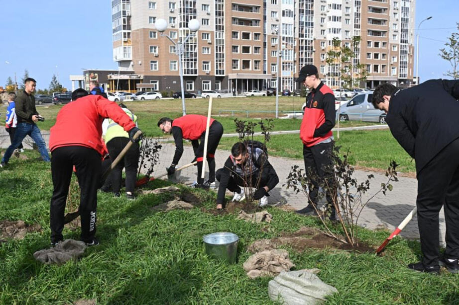 На хабаровской аллея. Аллея Арсеньева в Хабаровске. Камчатка посадка деревьев. Картинки зеленая Россия субботник. Фото высадки кустарников многолетних субботник.