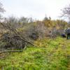 Веток скопилось очень много — newsvl.ru