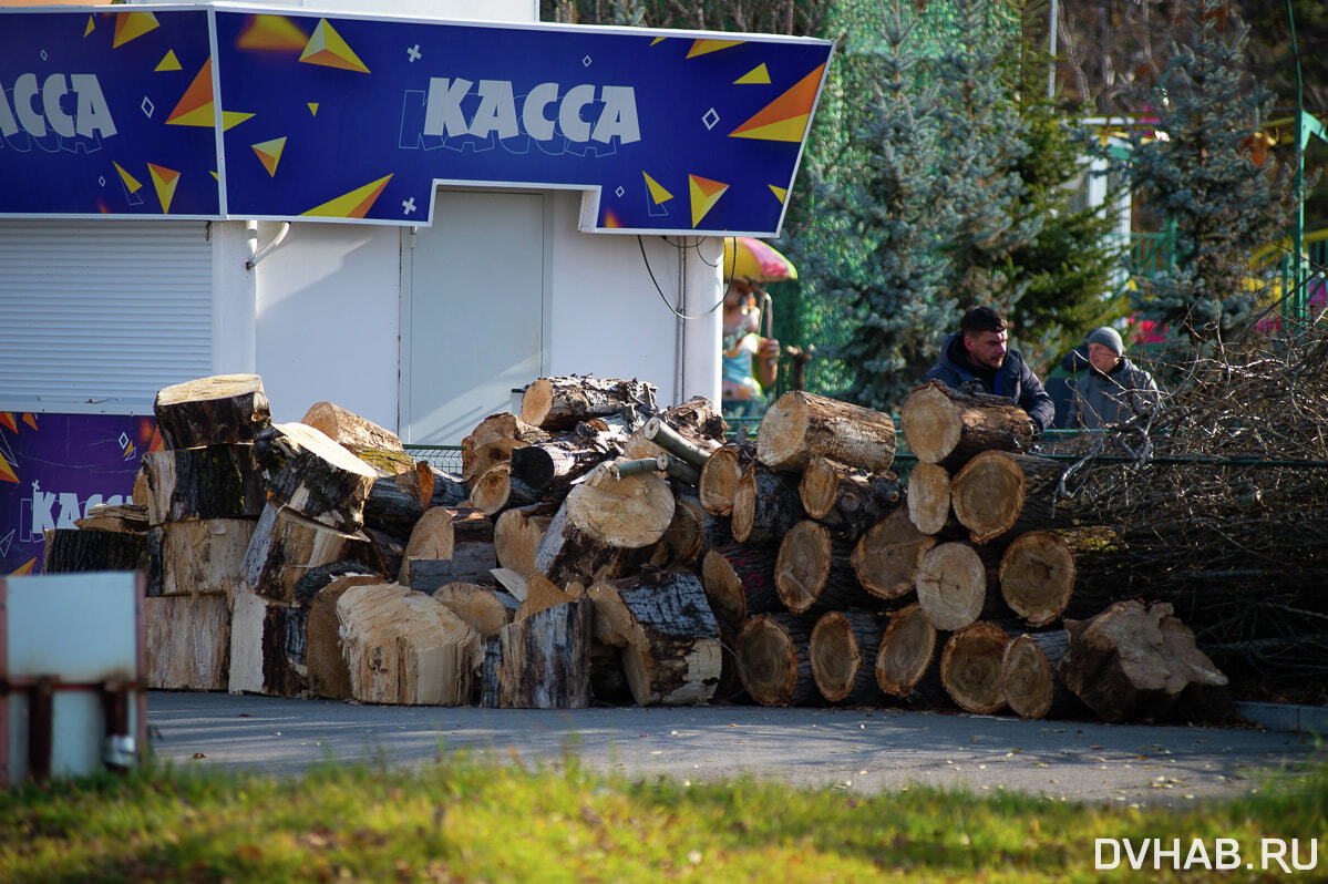 Ради развлечений срубили деревья на набережной Амура (ФОТО; ОБНОВЛЕНИЕ) —  Новости Хабаровска