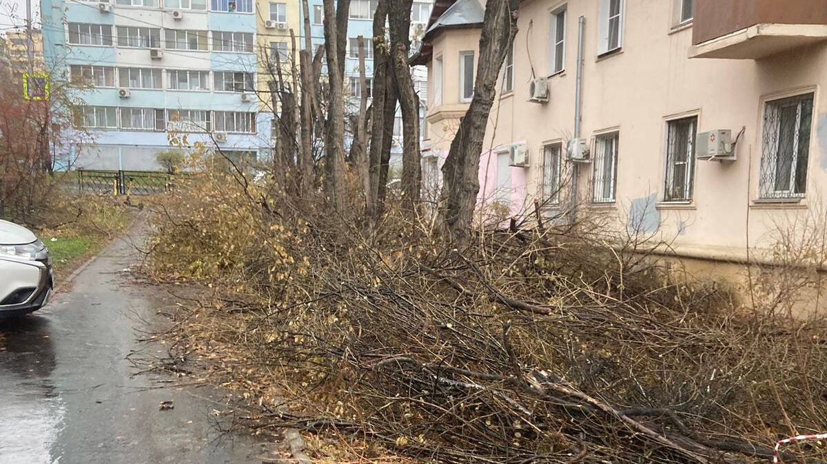 Спотыкаются о ветки жители краевой столицы (ФОТО) — Новости Хабаровска