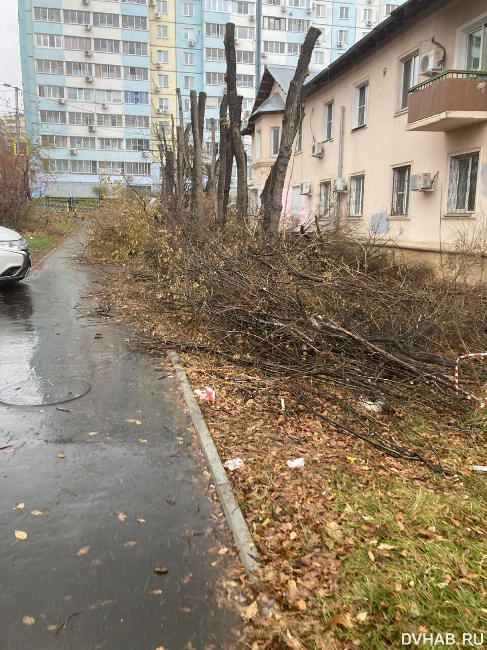 Спотыкаются о ветки жители краевой столицы (ФОТО) — Новости Хабаровска