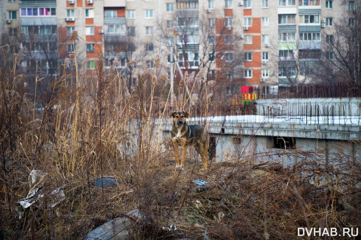 Магазин на стройплощадке: историю странного недостроя изучил DVHAB.ru  (ФОТО) — Новости Хабаровска