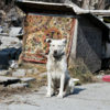 На части территории дежурит охранник, на цепи сидит пёс — newsvl.ru