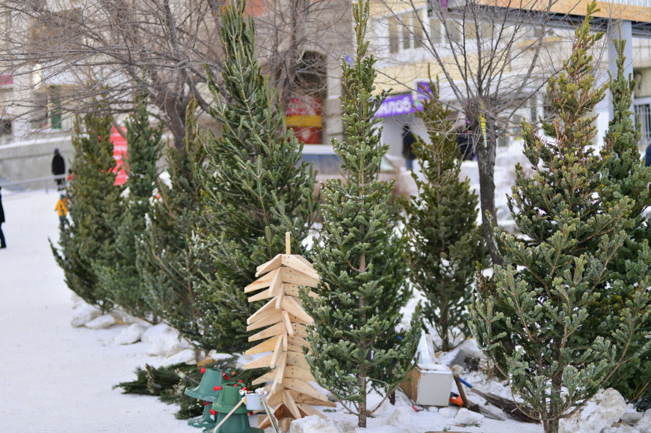 Елочный базар в архангельске. Новогодний елочный базар. Будут продавать елки. Елка живая. Живые елки продаются.
