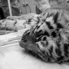 Найденный в ЕАО тигрёнок умер в реабилитационном центре в Приморье