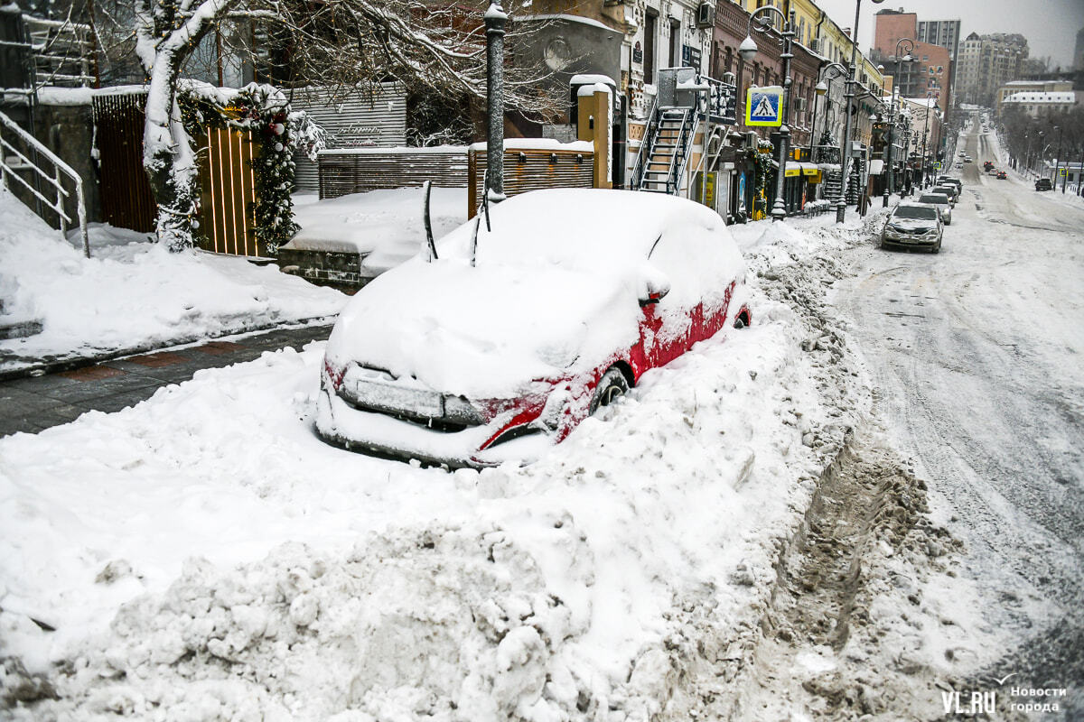Лопата для снега. Дерево на ветру. Дворник с лопатой. Ураган в москве 2019. Под порывами.