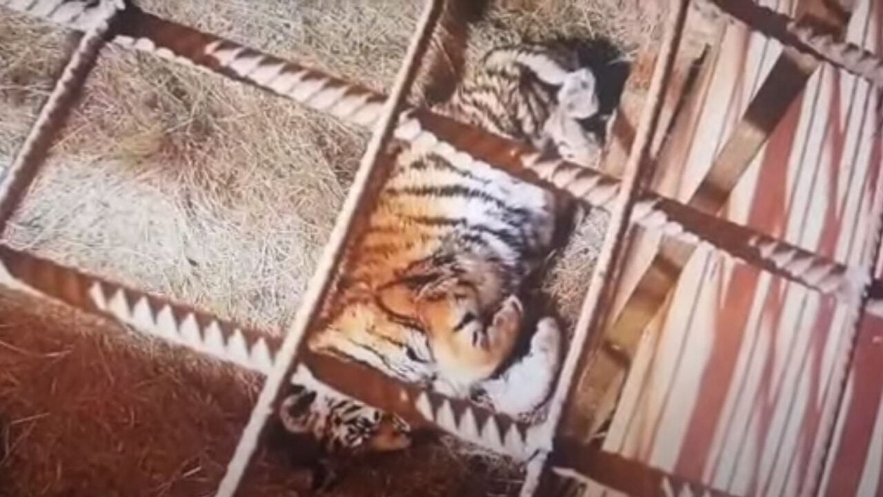 тигрята. нашли тигренка. тигрица с 4 тигрятами. маленький тигренок. амурский тигр рядом с человеком.