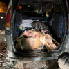 В Приморье задержали охотников с тушами трёх косуль в багажнике микроавтобуса
