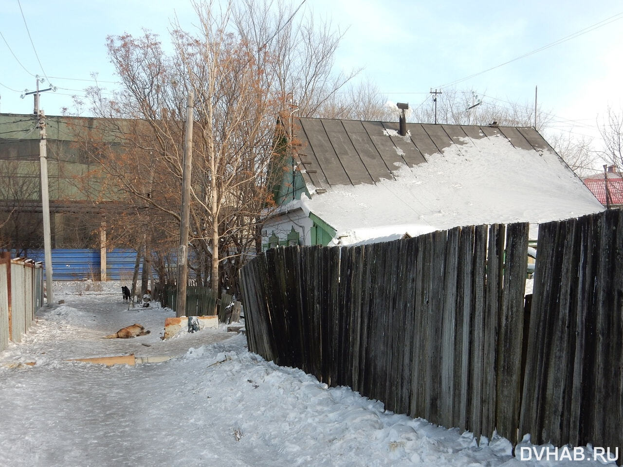 Лохматая свора нападает на людей и животных в Комсомольске (ФОТО; ВИДЕО) —  Новости Хабаровска