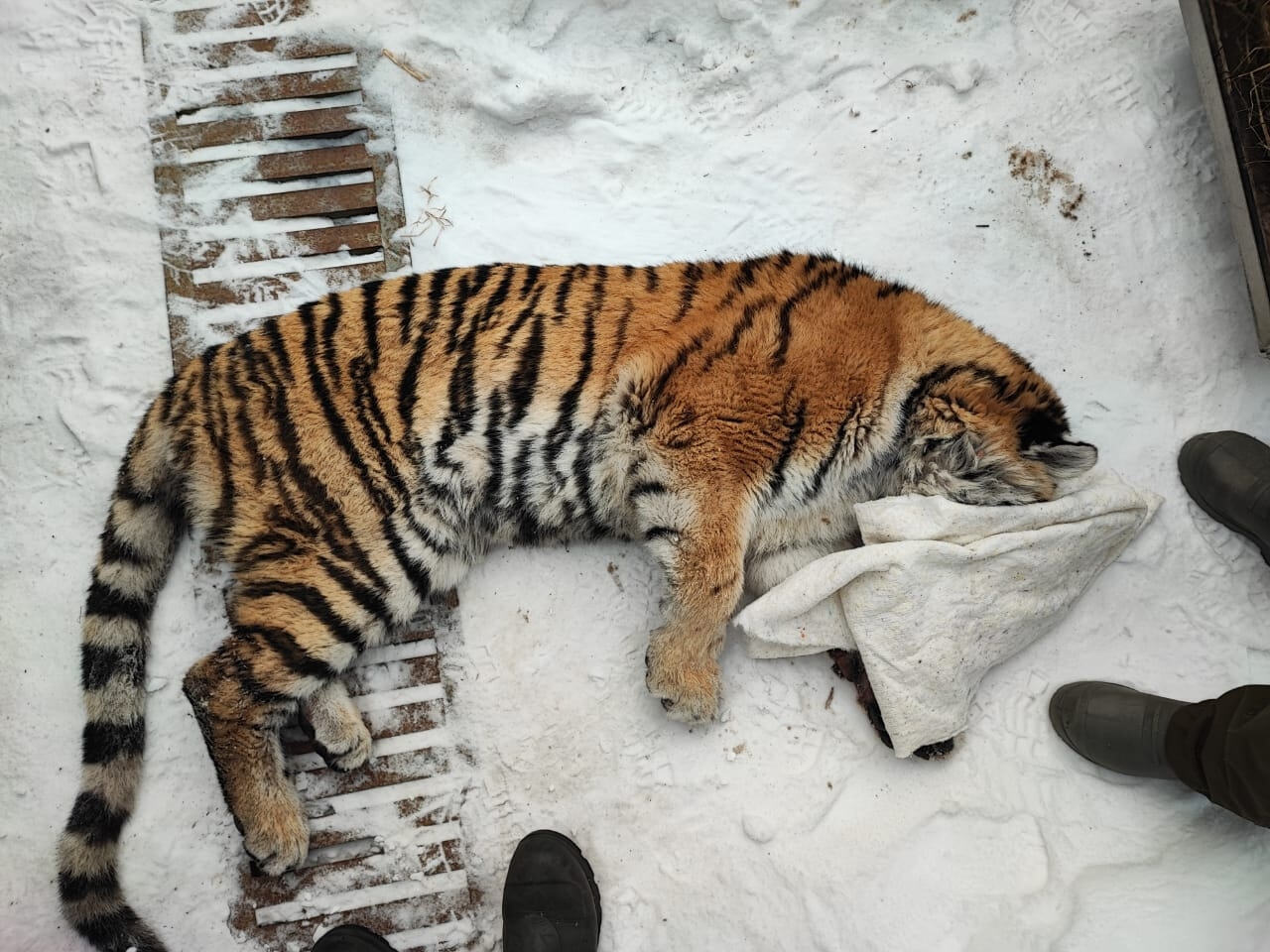 Пойманную тигрицу отпустят на волю весной (ФОТО) — Новости Хабаровска