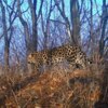 Дальневосточный леопард Leo 252M по имени Мартин Фьерро — newsvl.ru