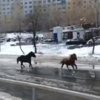 Два пони устроили забег по Владивостоку от частной конюшни до сквера на Окатовой (ВИДЕО)