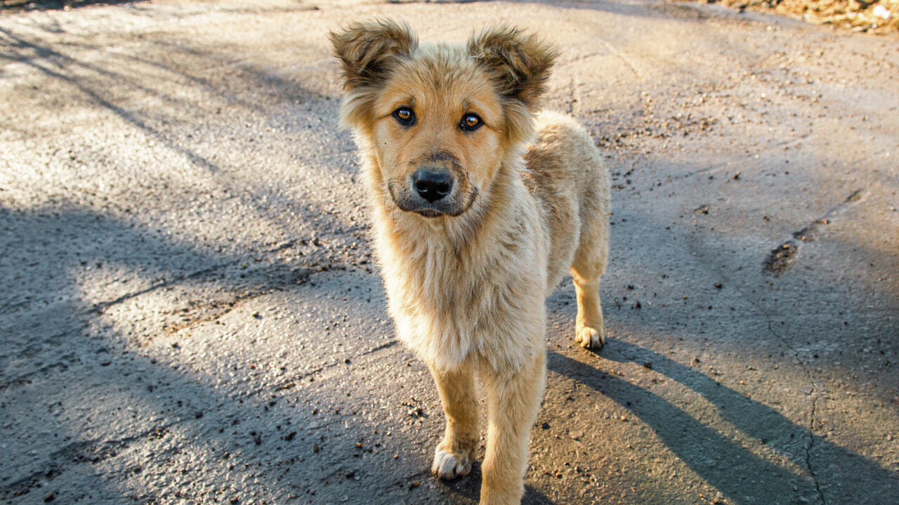 порода собак с окончанием амут.