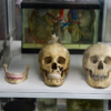Экскурсию проводят в музее анатомии человека — newsvl.ru