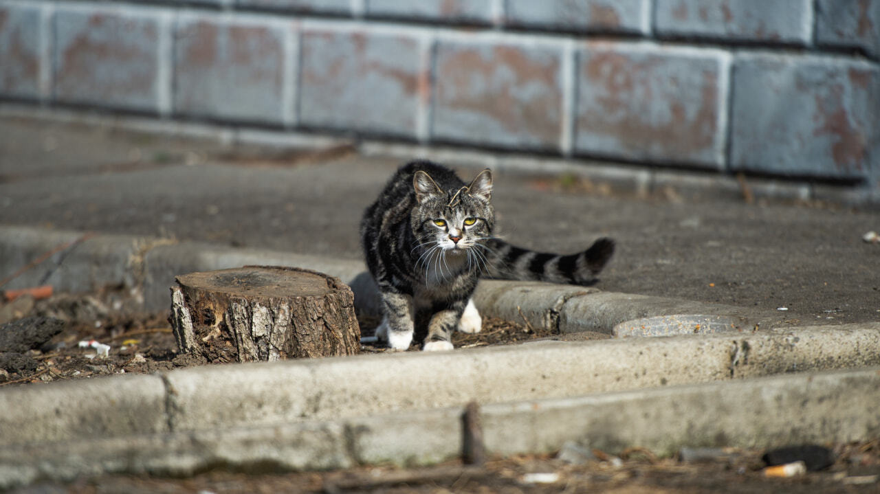 Корова на дворе харч на столе