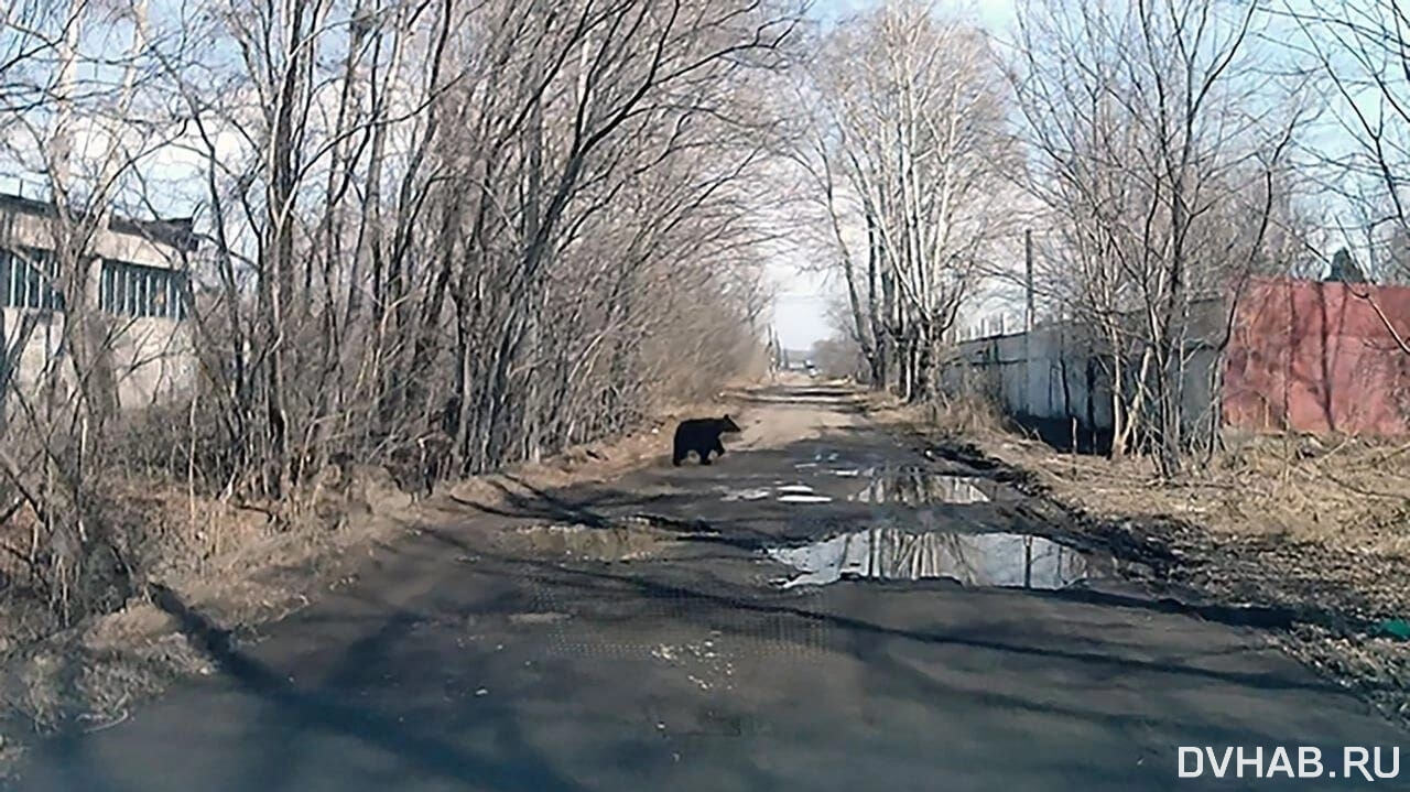 Гималайский медведь разгуливает по Комсомольску (ВИДЕО) — Новости Хабаровска