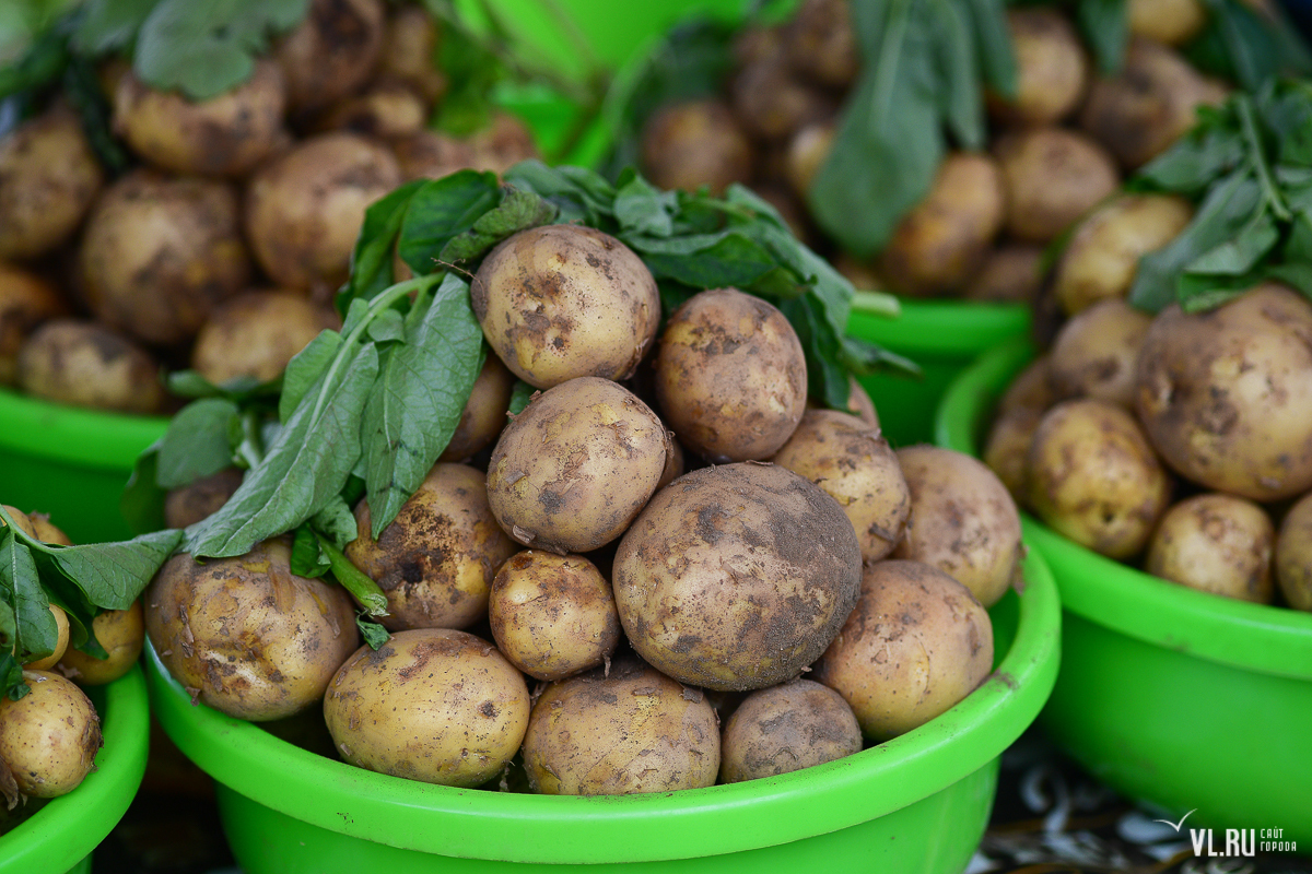Приморье и картошка: кто выращивает любимый овощ, подойдут ли нам белорусскиесорта и почему нужно быть осторожней в магазинах – Новости Владивостока наVL.ru