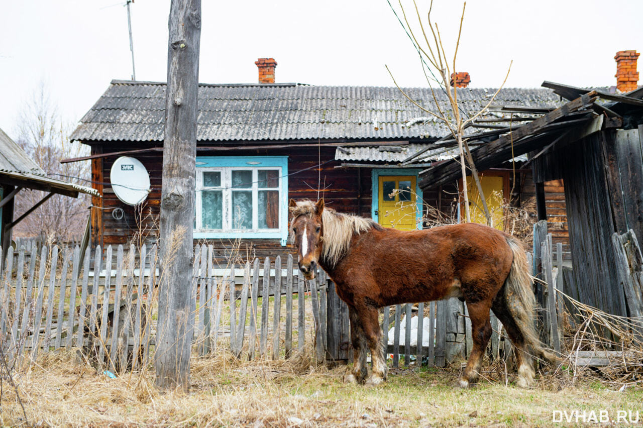 Соседи тигров: как живут люди в Кутузовке (ФОТО) — Новости Хабаровска