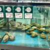 Имеются совершенно свежие морепродукты в аквариумах — newsvl.ru