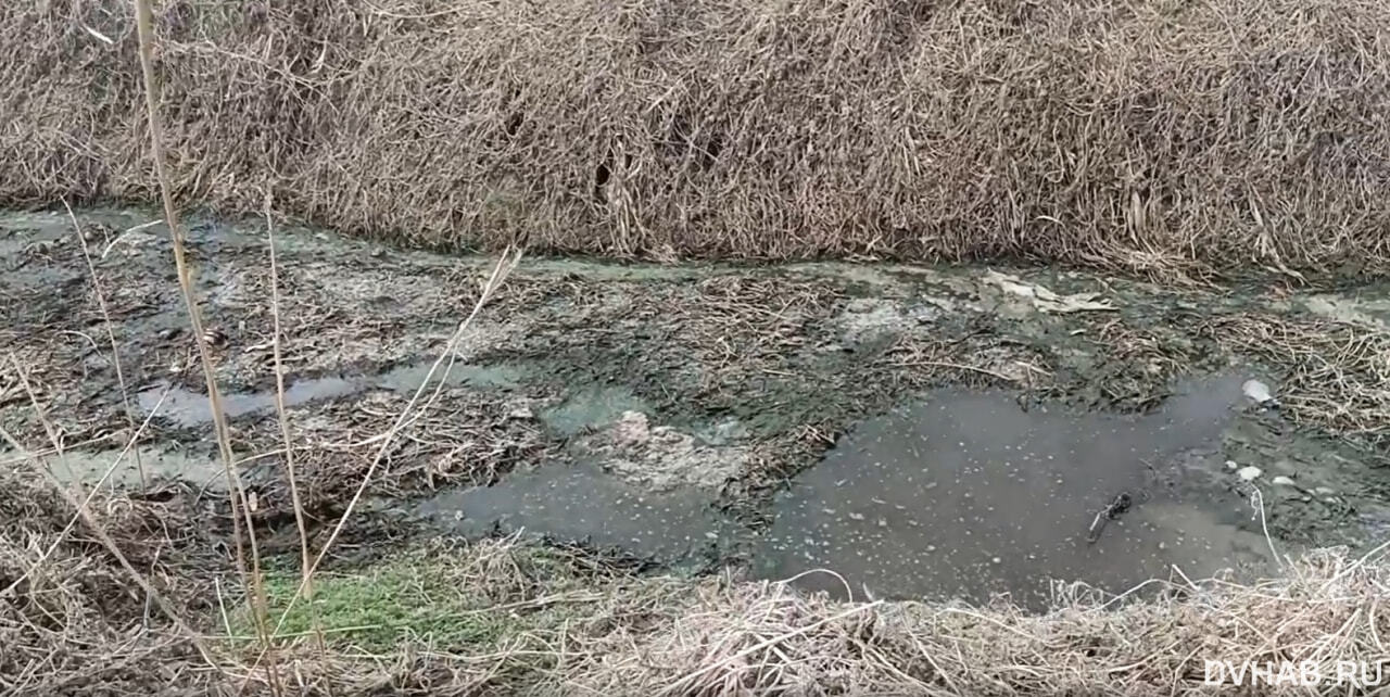 Слив таинственных отходов с птицефабрики выявили в Хабаровске (ФОТО; ВИДЕО)  — Новости Хабаровска