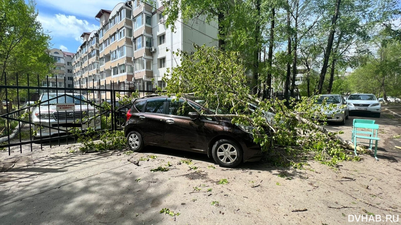 Три машины пострадали из-за сваленных ветром деревьев на Клубной (ФОТО) —  Новости Хабаровска