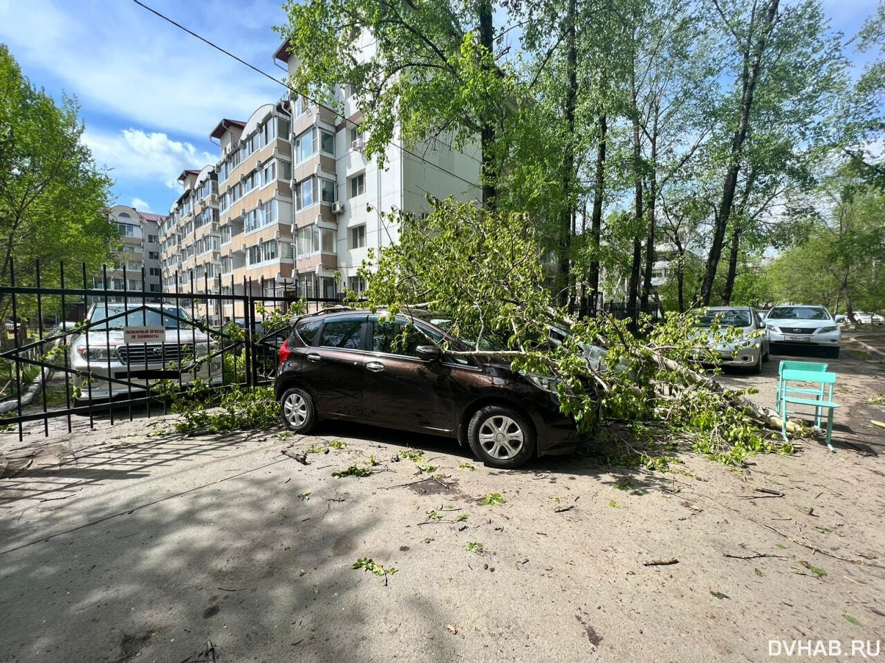 Три машины пострадали из-за сваленных ветром деревьев на Клубной (ФОТО) —  Новости Хабаровска