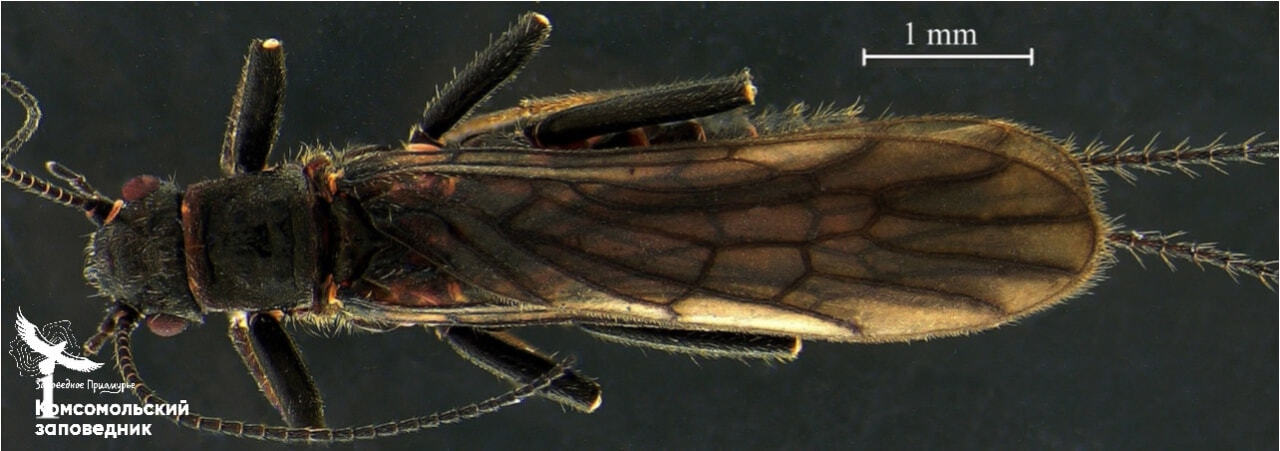 Влияние нового вида на окружающую среду