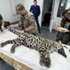 ...а вот последний осмотр. Каким стал леопард — newsvl.ru