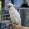 В живом уголке детей ждал попугай какаду — newsvl.ru