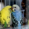 В клетке привезли и волнистых попугайчиков — newsvl.ru